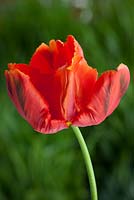 Tulipe 'Perroquet d'Avignon'