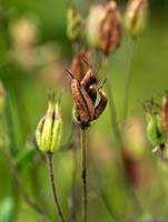 Graines d'Aquilegia vulgaris, cette plante s'auto-sème et s'hybride facilement, produisant souvent des plantes avec une fleur de couleur différente de l'original.
