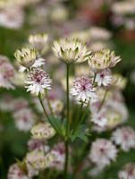 Astrantia major 'Rubra', pelote à épingles ou masterwort de Hattie, une plante herbacée vivace portant des masses de jolies fleurs crémeuses ressemblant à de la paille en été.