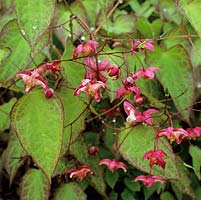 Epimedium x rubrum, 'Bishops Mitre', une floraison vivace au printemps avec de belles feuilles et de jolies petites fleurs roses.