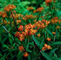 Euphorbia griffithii 'Fireglow', vivace herbacée à tête rouge orangée au début de l'été. Peut être invasif, formant de grosses touffes.
