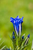 Gentiane Braemar, une vivace aux fleurs bleu clair en forme de trompette. Ceux-ci apparaissent au début et au milieu de l'automne et ont besoin d'ombre ou d'ombre partielle.
