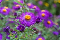 Aster novae-angliae 'Violetta' fleurit en septembre