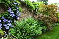 Jardin clos avec parterres étroits, planté de fougères, d'acres, de clématites en fleurs 'Mrs Cholmondeley' et de Wisteria floribunda 'Alba', en juin
