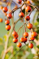 Sorbus sargentiana - Baies d'orange de Sargents Rowan en hiver