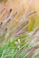Pennisetum alopecuroides 'Cassian's Choice' en floraison en septembre - Fountain Grass