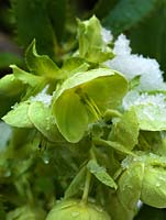 Helleborus argutifolius à fleurs vertes.
