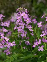 Hesperis matronalis, sweet rocket, une plante vivace ou bisannuelle à semis automatique qui, à partir du printemps, porte des flèches de fleurs lilas