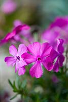 Phlox subulata 'McDaniels Cushion', une plante vivace semi-persistante formant un tapis qui, à partir du printemps, est étouffée dans une masse de fleurs rose rose vif. Idéal pour les rocailles, les murs et les auges alpines.