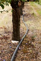 Pipeline pour l'irrigation des fruits dans le verger pour encourager le gonflement des fruits et se prémunir contre la sécheresse.