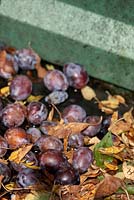 Après la cueillette, les prunes doivent être tamisées et lavées pour éliminer toute végétation indésirable indésirable.