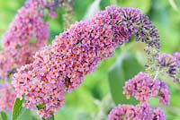 Buddleja x weyeriana 'Bicolor' - Arbuste à papillons syn. Buddleja 'Flower Power', juillet