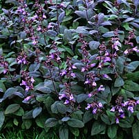 Salvia officinalis. Sauge à fleurs avec des épis de fleurs bleu lilas en été au-dessus de feuilles velues, gris-vert, utilisées comme herbe culinaire populaire.