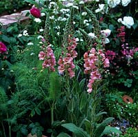 Verbascum 'Helen Johnson', une plante vivace à feuilles persistantes avec des feuilles velues gris verdâtre et des épis de fleurs brun rosé avec des filaments violets. Fleurs en été.