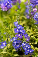Veronica prostrata 'Goldwell', une plante alpine, un bon couvre-sol avec des feuilles d'or et de jolies fleurs bleues.