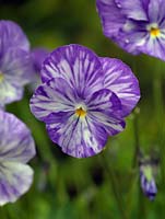 Viola Columbine, une alto vivace à fleurs blanches fortement veinées de stries violettes