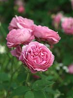 Rosa Louise Odier, une rose Bourbon avec des fleurs roses doubles, parfumées en forme de camélia, rosées, avec des reflets lilas.