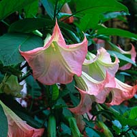Brugmansia x candida 'Grand Marnier', trompette des anges, tendre, comme un arbuste arborant de longues fleurs abricot et blanches, parfumées la nuit en été.