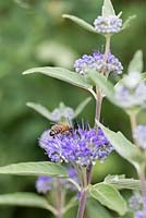 Caryopteris clandonensis 'Thetis' fleurit d'août à l'automne