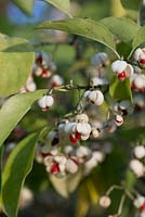 Euonymus hamiltonianus 'Popcorn', fuseau, un arbuste qui porte des fruits blancs d'automne qui se divisent pour révéler des graines rouges en octobre et novembre