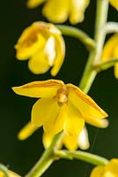 Polystachya pubescens. Orchidée parfumée