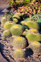 Echinocactus grusonii, Golden Barrel cactus à Suzy Schaefer's garden, Rancho Santa Fe, Californie, USA
