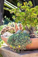 Crassula ovata en exposition succulente en pot en terre cuite. Jardin de Suzy Schaefer, Rancho Santa Fe, Californie, USA.