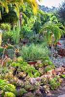 Euphorbia tirucalli et autres plantes succulentes et cactus dans le jardin de Suzy Schaefer, Rancho Santa Fe, Californie, USA.