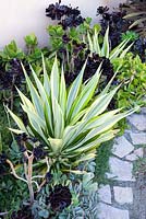 Furcraea foetida 'Medio-picta' en parterre de fleurs mélangé avec Aeonium Zwartkop et autres plantes succulentes.Suzy Schaefer's garden, Rancho Santa Fe, California, USA