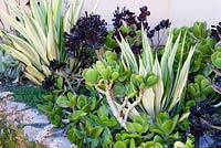 Furcraea foetida 'Medio-picta' en parterre de fleurs mélangé avec Aeonium Zwartkop et autres plantes succulentes. Jardin de Suzy Schaefer, Rancho Santa Fe, Californie, USA
