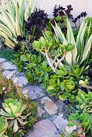 Furcraea foetida 'Medio-picta' en parterre de fleurs mélangé avec Aeonium Zwartkop et autres plantes succulentes. Jardin de Suzy Schaefer, Rancho Santa Fe, Californie, USA