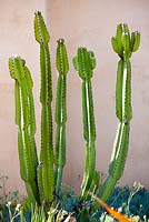Euphorbia ingens avec Senecio mandraliscae. Plantes succulentes, août. Jardin de Suzy Schaefer, Rancho Santa Fe, Californie, USA