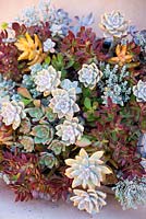 Affichage succulent. Plantes succulentes, août. Jardin de Suzy Schaefer, Rancho Santa Fe, Californie, USA