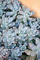 Graptopetalum paraguayense, plante fantôme. Succulent, août. Portrait de plante de plante bleu pâle, gris et rose. Jardin de Suzy Schaefer, Rancho Santa Fe, Californie, USA
