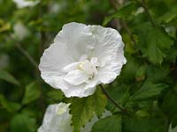 Hibiscus syriacus 'Diana', un arbuste à fleurs blanches en fin d'été.