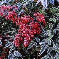 Nandina domestica, bambou paradisiaque, un arbuste à feuilles persistantes avec des baies rouge vif tout au long de l'hiver. Gel.