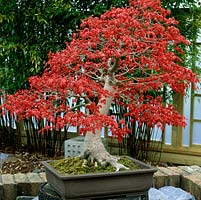 Acer palmatum 'Deshojo', un bonsaï de 65 ans.