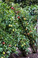 Malus - Cordons d'anciennes variétés de pommes dans le verger de RHS Wisley.