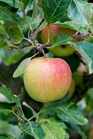 Le Malus 'Meridia' est une pomme du désert anglais avec une bonne résistance aux maladies. C'est un croisement entre Cox's Orange Pippin et Falstaff.