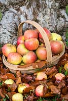 Un trug rempli de cultures tardives mangeant des pommes récoltées dans le verger de Wisley, qui détient l'ancienne collection nationale de Malus.