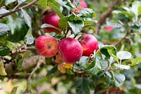 Malus 'Red Devil', un anglais moderne mangeant une pomme mûrissant de septembre jusque dans l'automne