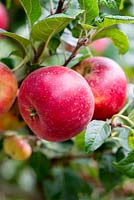 Malus 'Red Devil', un anglais moderne mangeant une pomme mûrissant de septembre jusque dans l'automne