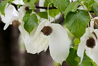 Davidia involucrata, mouchoir ou arbre colombe, porte des fleurs blanches au printemps