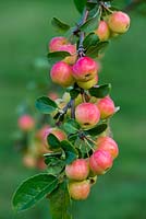 Malus x robusta Red Sentinel, pomme sauvage, porte des masses de petits fruits rouges et jaunes en automne.