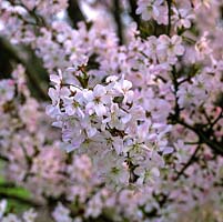 Prunus Pandora, une petite cerise en fleurs avec des branches ascendantes qui, au début du printemps, sont des masses de fleurs roses et simples