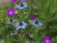 Nigella damascena, love-in-the-mist, un délicat été d'été aux fleurs bleues