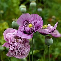 Papaver somniferum, le pavot à opium, une grande production annuelle de fleurs