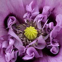 Papaver somniferum, le pavot à opium, une grande production annuelle de fleurs