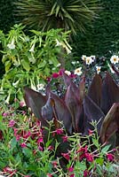 Parterre de fleurs planté de cannas à feuilles violettes, de dahlias et de nicotiana roses. Le jardin exotique d'Abbeywood.