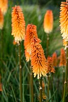 Kniphofia 'Tawny King', poker torride, fines pointes de fleurs orange brûlé ramollissent au jaune pâle à la base. Vivace herbacée.